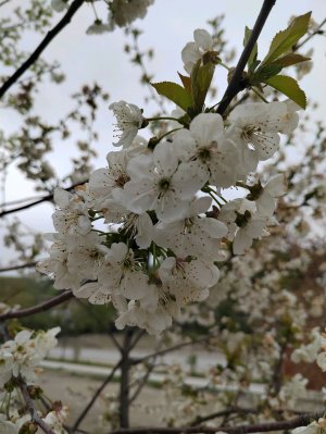 Лазаревское. Набережная Псезуапсе 16 апреля.