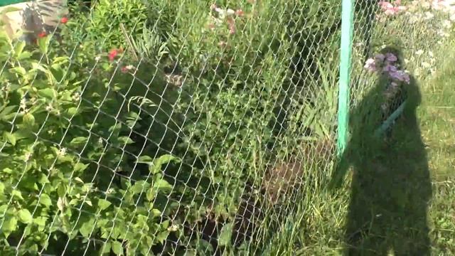 «Лучшие цветники» на ул Заводская д.5 смотреть онлайн