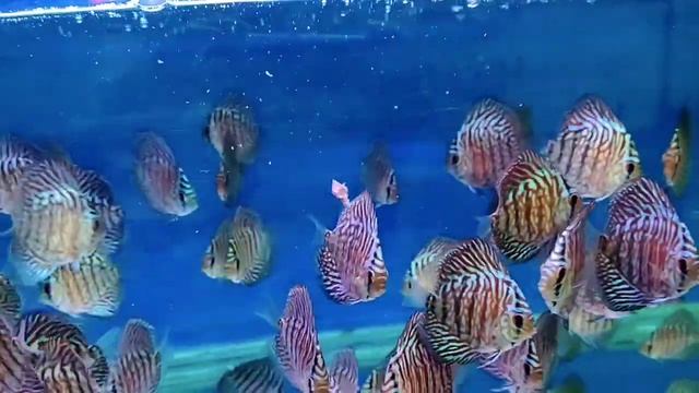 Vertical Tiger Turquoise Discus @ RM Aquatics, Andheri, Mumbai, INDIA смотреть онлайн