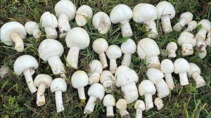Грибы Крыма. Шампиньоны, белый горный