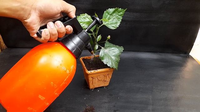 Grow Hibiscus Cutting By Aloe vera Rooting Hormone