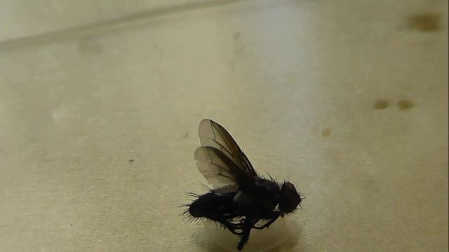 Nyctia Halterata