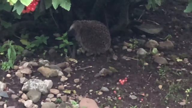 Кот и Ёж или Ёжкинкот! Katt og pinnsvin смотреть онлайн