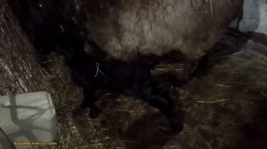 Окотилась овца//Кролики//Зима//Кощеевский хуторок. #хозяйство #овцы #ягнята.