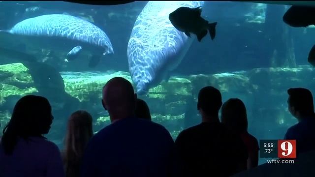 Video: Woman swindled locals into paying for fake theme park tickets смотреть онлайн