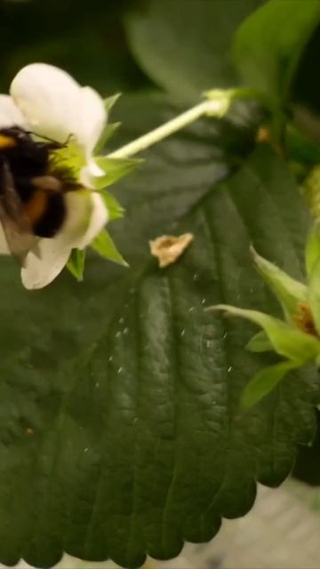 Клубника от посадки до урожая на собственной ферме 🌱 смотреть онлайн
