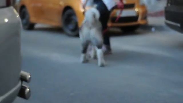 male Grizzly 2 смотреть онлайн