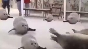 ТУПО ФЛЕКС ТЮЛЕНЕЙ!!!!!