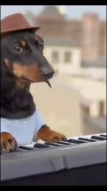 Моменты из следующего видео (No: 1) P. S. Мем собака играет на пианино смотреть онлайн