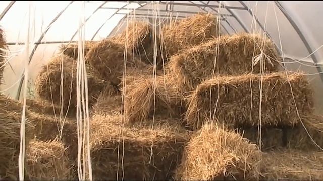 ДЕРЕВЕНСКОЕ УТРО//трудимся//жизнь в деревне смотреть онлайн