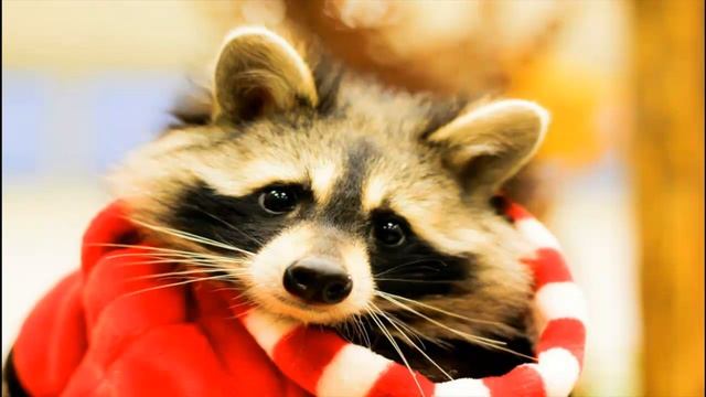 Еноты часть 6 смотреть онлайн