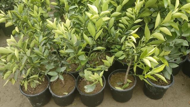 ishonchli sitrus koʻchatlar смотреть онлайн