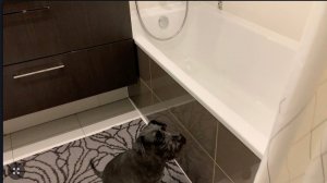 ЦВЕРГШНАУЦЕР