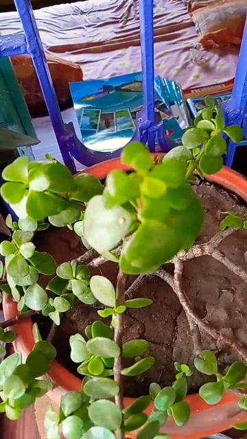 #lucky plant #jade plant #plantcaretips #plantlovers #subscribe #shortvideos смотреть онлайн