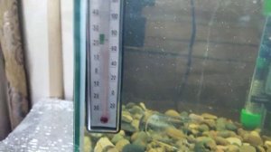 Как 20 Цихлазома Розовый Фламинго живут в Аквариуме на 15 литров