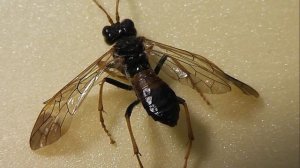 Tenthredo campestris (полевой пилильщик)