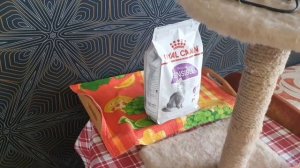 Любимый котик /Маленький хулиган / Чудо