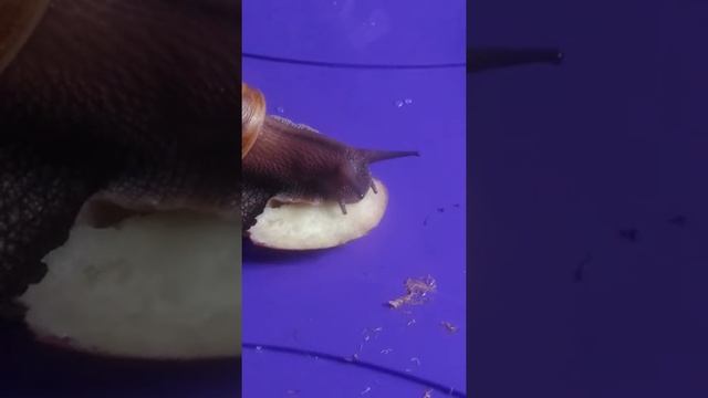 Улитка ахатина. На ужин персик смотреть онлайн