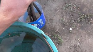 Зачатки корешков на черенках винограда.