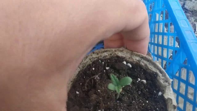 Underground Grow. From Medical Grow TV. 2021. АУТ. 6 дней. смотреть онлайн