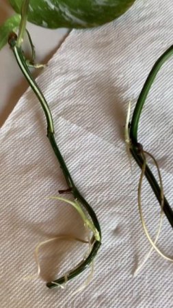 Epipremnum pinnatum cuttings after 1 month in water #shorts #plantgrowth