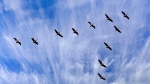БАЛЛАДА О МАТЕРИ_ВИКТОРИЯ ПОЛЮШКИНА и театр песни ЗАБЫТАЯ МЕЛОДИЯ