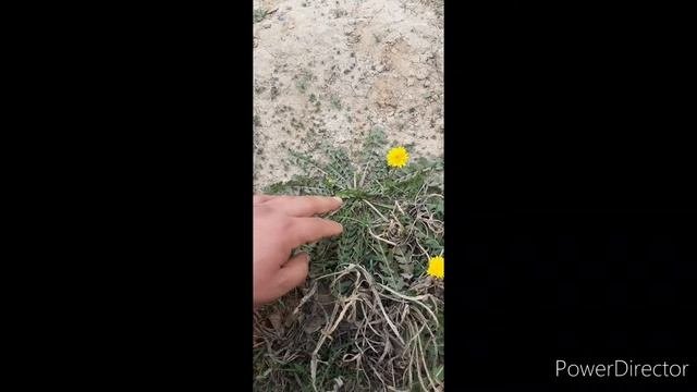 Табиий доривор усимликлар