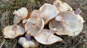 Поиски вешенки и синеножки. Грибы Крыма. Ноябрьский лес