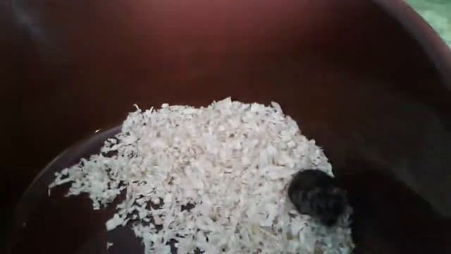 Вива добрый хомяк♡♡♡ смотреть онлайн