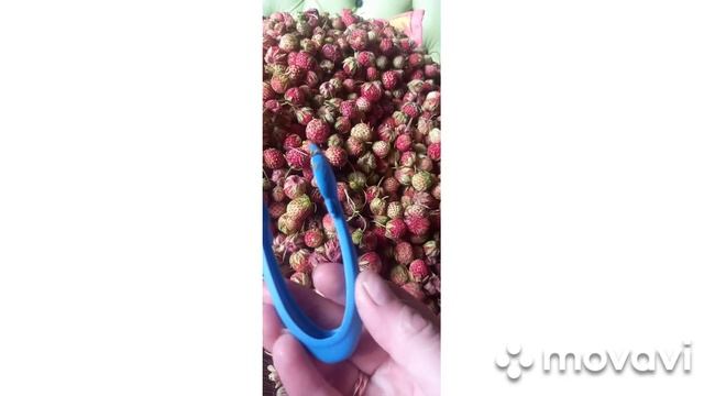 Полевая Ягода без мук!!!