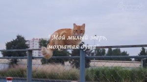 4-8. Мой милый зверь, мохнатая душа