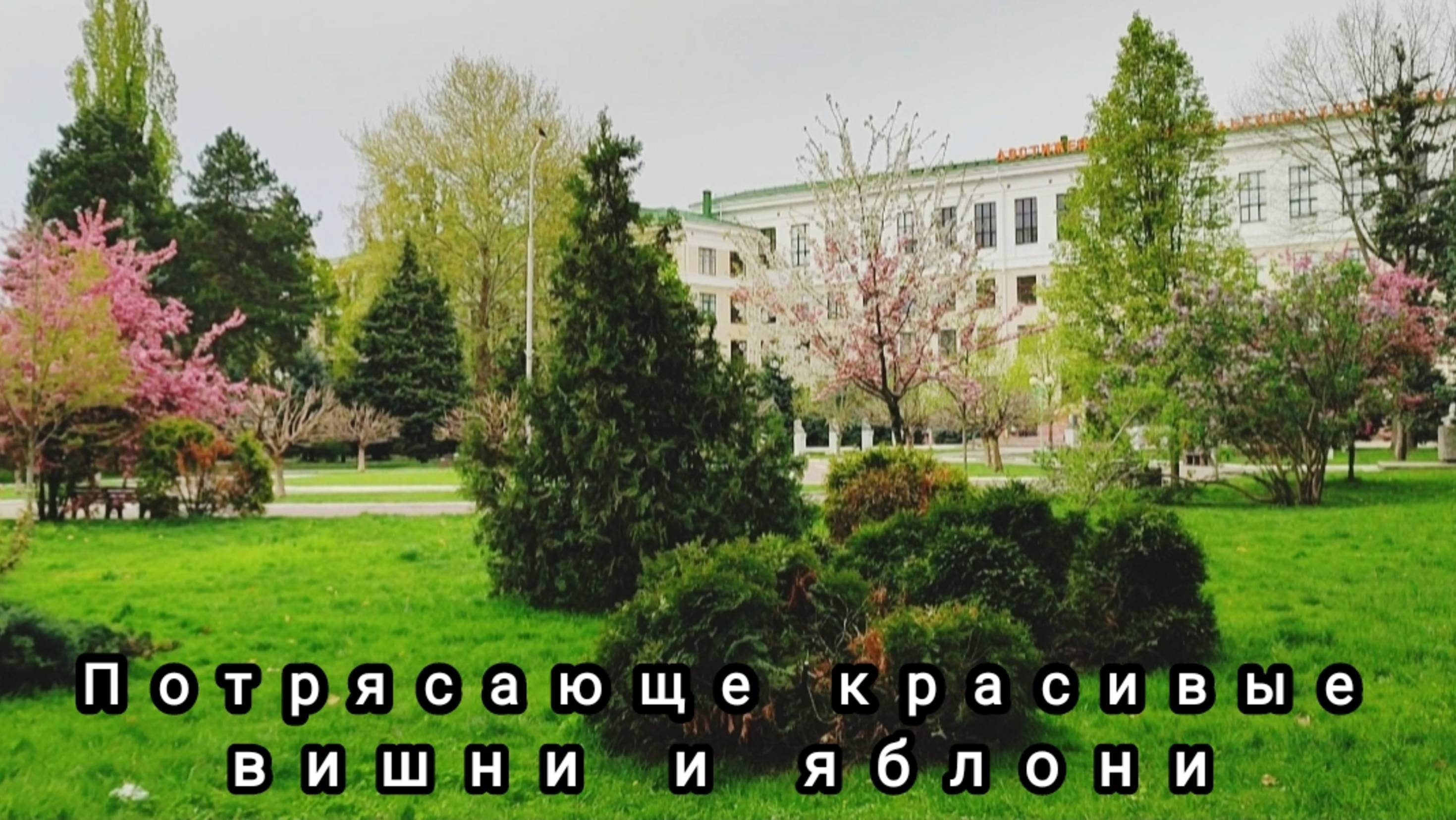 🌸Потрясающе красивые цветущие вишни и яблони 🌸