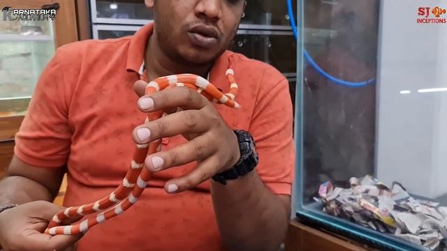 Green Python, Yellow Python, Milk Snake at Karnataka Aquarium