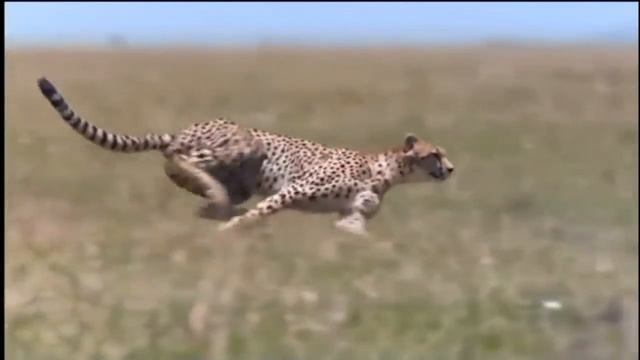 Гепард в деле. смотреть онлайн