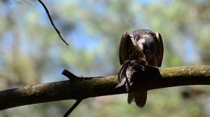 Чеглок с добычей