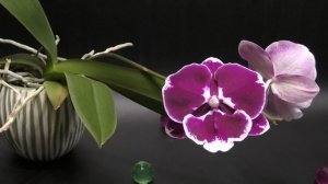 Роскошно-тёмный Биг Лип (Phal. Black Swan '5373')
