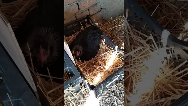 Брама наседка смотреть онлайн