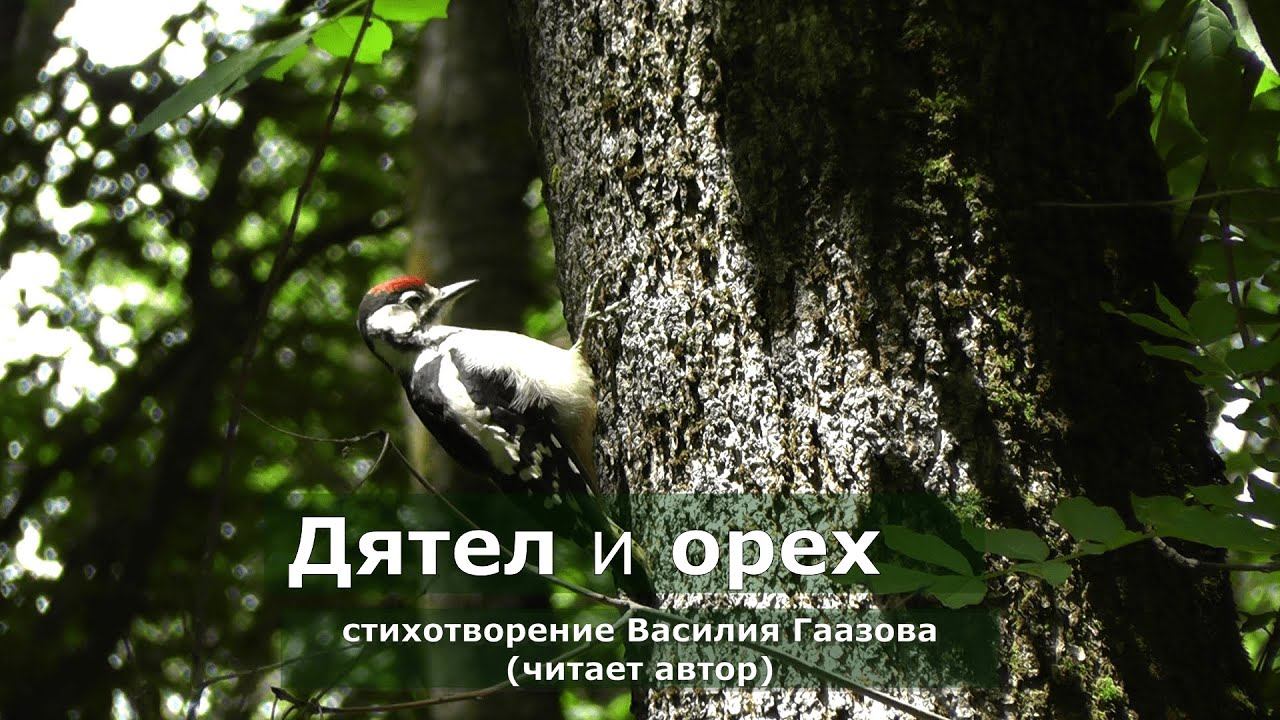 Дятел и орех (стихотворение В. Гаазова)
