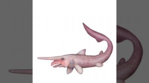 все виды акул для детей🦈