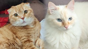 Кошка Тима сама в игрушки играет.. а кота Стёпу к ним не пускает