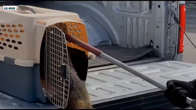 В Машине поселился 🦝 сурок. Зверёк решил поселиться в таком неудобном месте и как долго там просиде смотреть онлайн