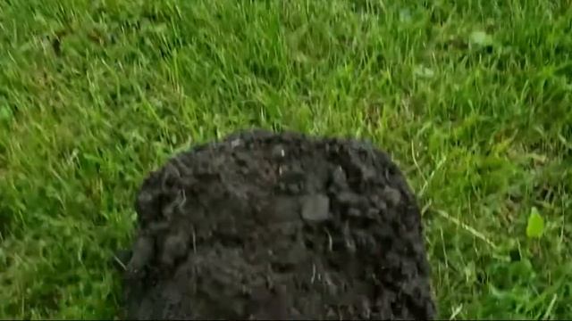 Terra Firma Detecting with XP Len Quelland "Hunting farm house front yard" смотреть онлайн