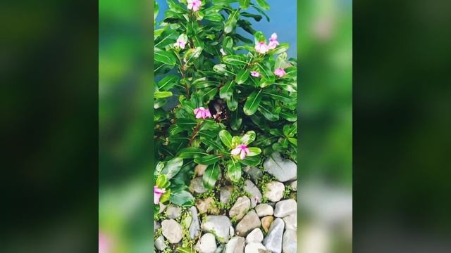 Beautiful 𝑷𝒂𝒑𝒊𝒍𝒊𝒐 𝒑𝒐𝒍𝒚𝒕𝒆𝒔 butterfly || the common mormon || collecting nectar смотреть онлайн