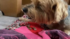 Моя собака ест корм