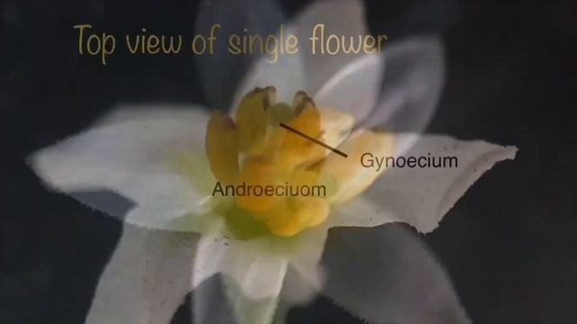 || Plant Families|| смотреть онлайн