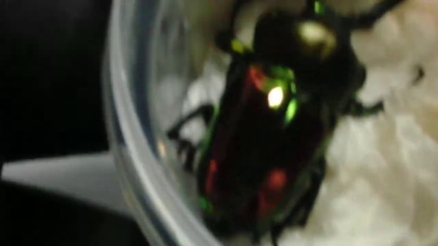 CIMG1310 No。152 今春羽化したニジイロクワガタ（Phalacrognathus　muelleri）５頭と♂２個体の体長測定 смотреть онлайн