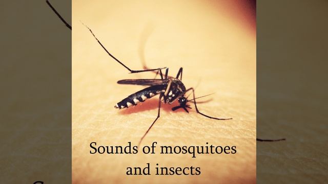 Sonidos de mosquitos смотреть онлайн