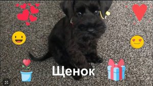 ЦВЕРГШНАУЦЕР ЩЕНОК. Такой чудесной была Марта в 3 месяца