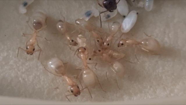 Camponotus Fedtschenkoi suivie élevage #1 смотреть онлайн