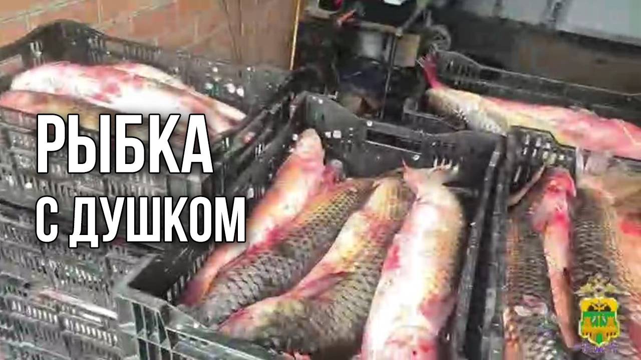 Рыбка с душком. «Вечерний Ейск» от 2025.04.16 смотреть онлайн